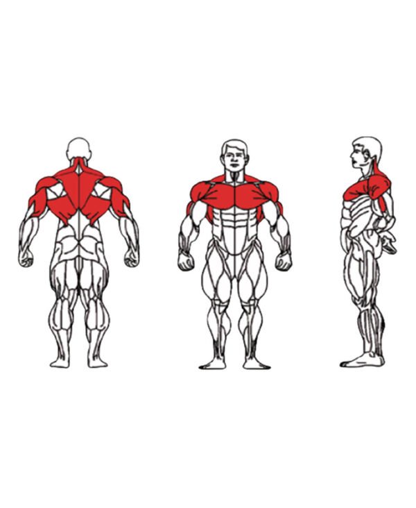 Dual - FE-008 Assist Dip and Chin-1 Dual - FE-008 Assist Dip and Chin-1