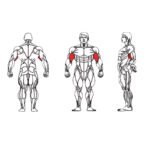 FE-006 Biceps Curl-1