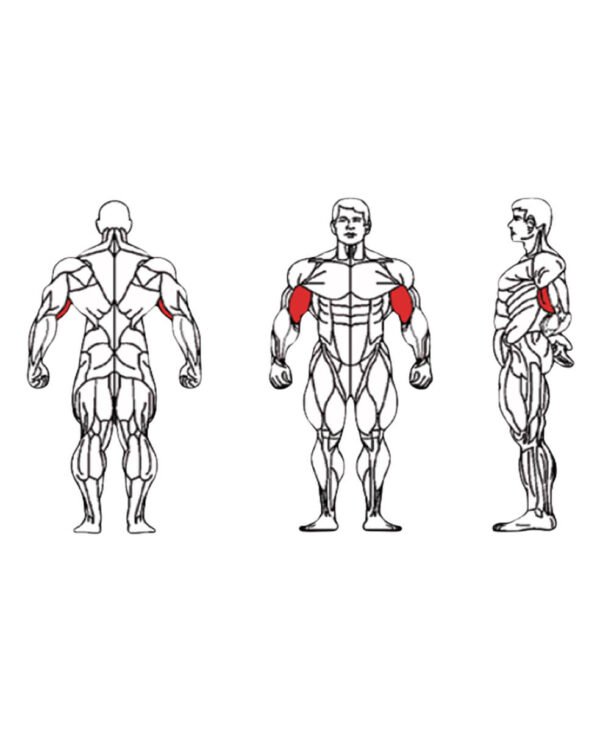 FE-006 Biceps Curl-1