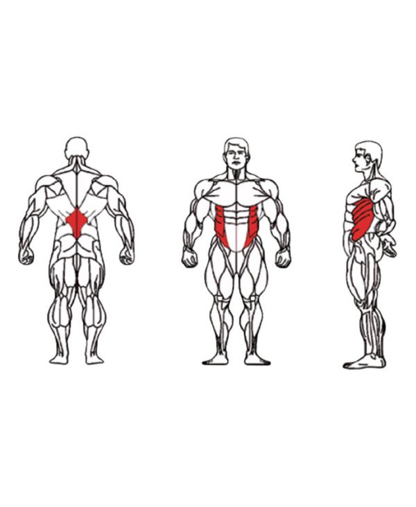 FE-011 Torso Rotation-1 FE-011 Torso Rotation-1