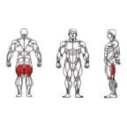 FE-013 Seated Leg Curl-1