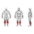 FE-017 Seated Calf-1