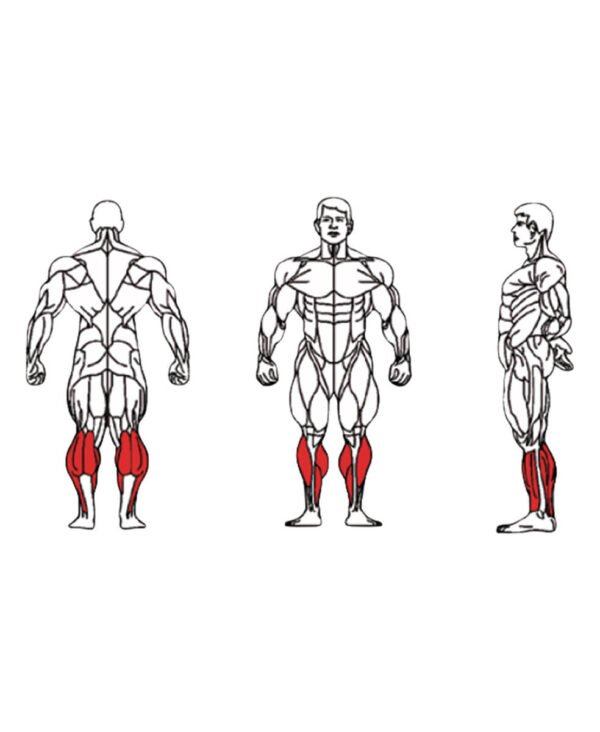 FE-017 Seated Calf-1