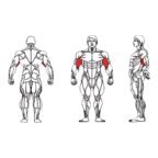 FE-006-Biceps-Curl-1-1.jpg