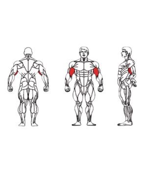 FE-006-Biceps-Curl-1-1.jpg