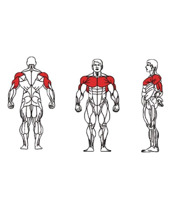 FE-007-Triceps-1-1.jpg