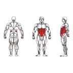 FE-010-Abdominal-1-1.jpg