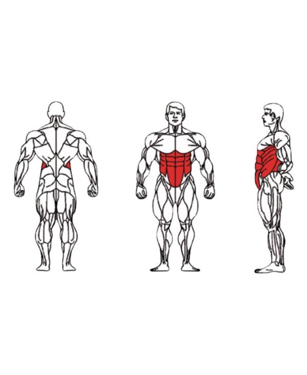 FE-010-Abdominal-1-1.jpg