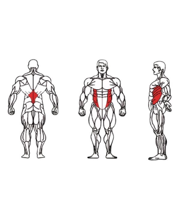 FE-011-Torso-Rotation-1-1.jpg FE-011-Torso-Rotation-1-1.jpg