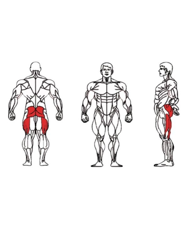 FE-016A-Glute-1-1.jpg FE-016A-Glute-1-1.jpg