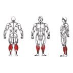 FE-017-Seated-Calf-1-1.jpg
