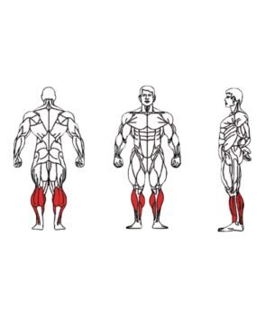 FE-017-Seated-Calf-1-1.jpg