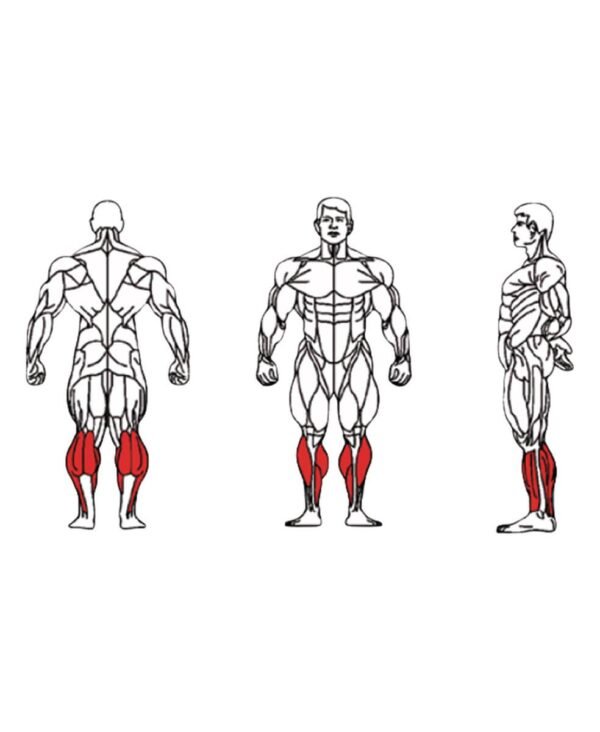 FE-017-Seated-Calf-1-1.jpg